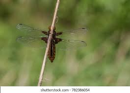 Attēlu rezultāti vaicājumam “Libellula depressa female”