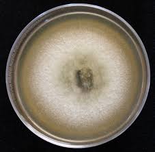 Attēlu rezultāti vaicājumam “Hypoxylon fuscum”