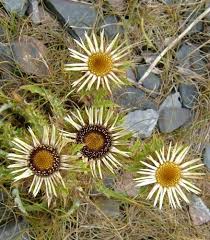 Attēlu rezultāti vaicājumam “Carlina vulgaris”