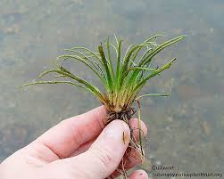 Attēlu rezultāti vaicājumam “Isoetes lacustris leaf”