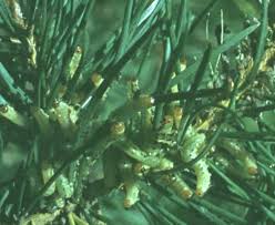 Attēlu rezultāti vaicājumam “Diprion pini male”