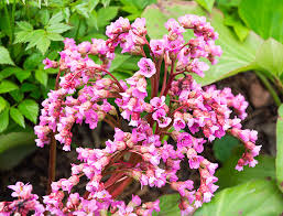 Attēlu rezultāti vaicājumam “Bergenia crassifolia flower”