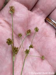 Attēlu rezultāti vaicājumam “Luzula multiflora”