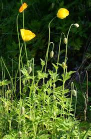 Image result for Meconopsis cambrica