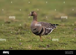 Attēlu rezultāti vaicājumam “Anser albifrons adult”