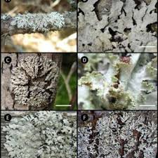 Attēlu rezultāti vaicājumam “Comatricha meandrispora macro”