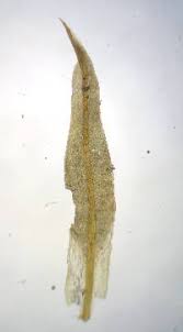 Attēlu rezultāti vaicājumam “Tortella tortuosa”