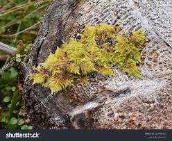 Attēlu rezultāti vaicājumam “Ptilium crista-castrensis sporophyte”
