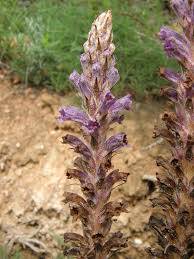 Attēlu rezultāti vaicājumam “Orobanche coerulescens bud”