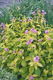 Image result for Silene dioica