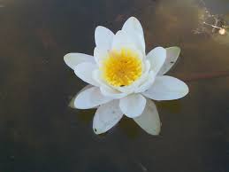 Attēlu rezultāti vaicājumam “Nymphaea candida flower”