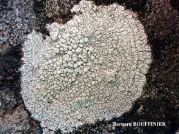 Attēlu rezultāti vaicājumam “Pertusaria amara”