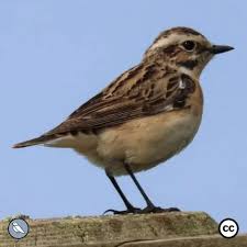 Attēlu rezultāti vaicājumam “Saxicola rubetra adult”