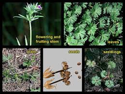Attēlu rezultāti vaicājumam “Geranium dissectum fruit”