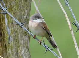 Attēlu rezultāti vaicājumam “Sylvia communis”