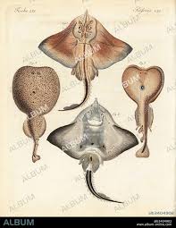 Image result for Rostroraja alba