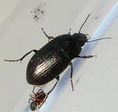 Attēlu rezultāti vaicājumam “Amara sp.”