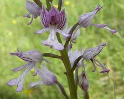 Attēlu rezultāti vaicājumam “Orchis militaris flower”