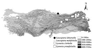 Attēlu rezultāti vaicājumam “Lyonetia prunifoliella”