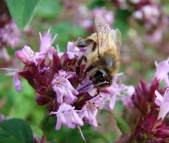 Attēlu rezultāti vaicājumam “Thymus serpyllum flower”