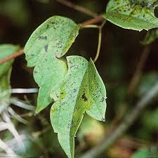 Attēlu rezultāti vaicājumam “Clematis leaf”