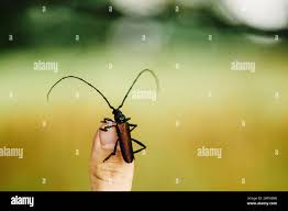 Attēlu rezultāti vaicājumam “Monochamus urussovi”