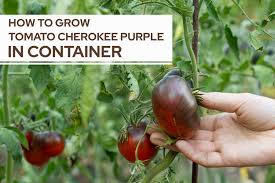 Afbeeldingsresultaat voor cherokee purple tomato