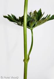 Attēlu rezultāti vaicājumam “Trollius europaeus fruit”