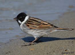 Attēlu rezultāti vaicājumam “Emberiza schoeniclus eggs”