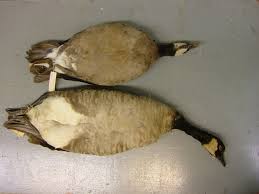 Attēlu rezultāti vaicājumam “Branta canadensis”