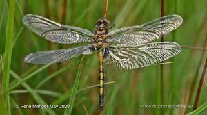 Attēlu rezultāti vaicājumam “Leucorrhinia pectoralis”