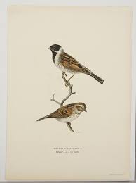 Attēlu rezultāti vaicājumam “Emberiza schoeniclus”