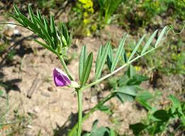Attēlu rezultāti vaicājumam “Vicia angustifolia leaf”