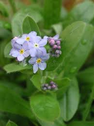 Attēlu rezultāti vaicājumam “Myosotis sylvatica leaf”