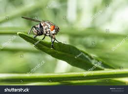 Attēlu rezultāti vaicājumam “Sarcophaga carnaria”