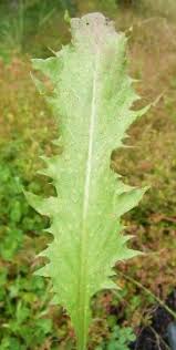 Attēlu rezultāti vaicājumam “Taraxacum suecicum leaf”