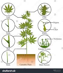 Attēlu rezultāti vaicājumam “Cannabaceae”