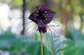 Image result for Tacca chantrieri
