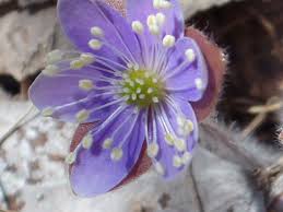 Attēlu rezultāti vaicājumam “Hepatica nobilis bud”
