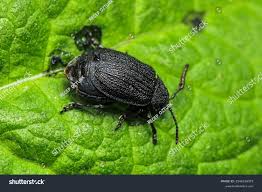 Attēlu rezultāti vaicājumam “Galeruca tanaceti”