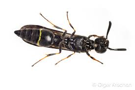 Attēlu rezultāti vaicājumam “Symmorphus sp.”