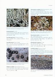 Attēlu rezultāti vaicājumam “Fellhanera subtilis”