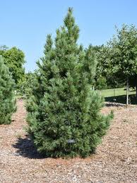 Attēlu rezultāti vaicājumam “Pinus cembra”