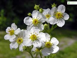 Attēlu rezultāti vaicājumam “Fragaria moschata leaf”