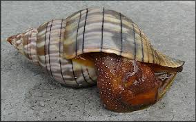 Image result for Cinctura hunteria