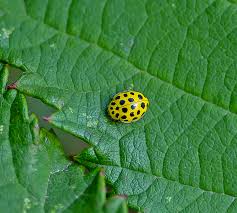 Attēlu rezultāti vaicājumam “Psyllobora vigintiduopunctata larva”