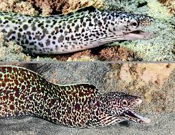 Image result for Gymnothorax moringa