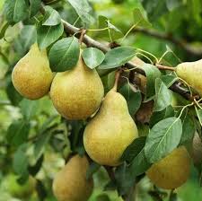 Attēlu rezultāti vaicājumam “Pyrus communis fruit”