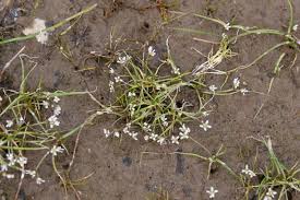 Attēlu rezultāti vaicājumam “Subularia aquatica leaf”