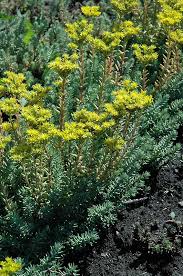 Attēlu rezultāti vaicājumam “Sedum rupestre leaf”